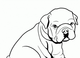 billede af bulldog til udskrivning