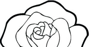image imprimable d'une rose