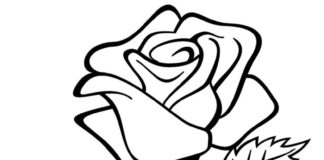 Blühende Rose druckbares Bild