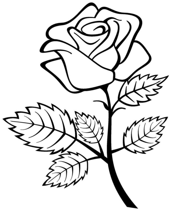 imagen imprimible de una rosa en flor
