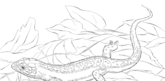 imagen imprimible de la iguana