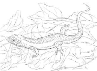 imagen imprimible de la iguana