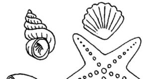 imagen imprimible de conchas marinas