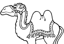 immagine stampabile del cammello