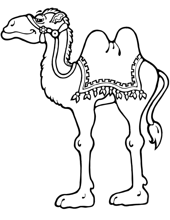 photo imprimable d'un chameau