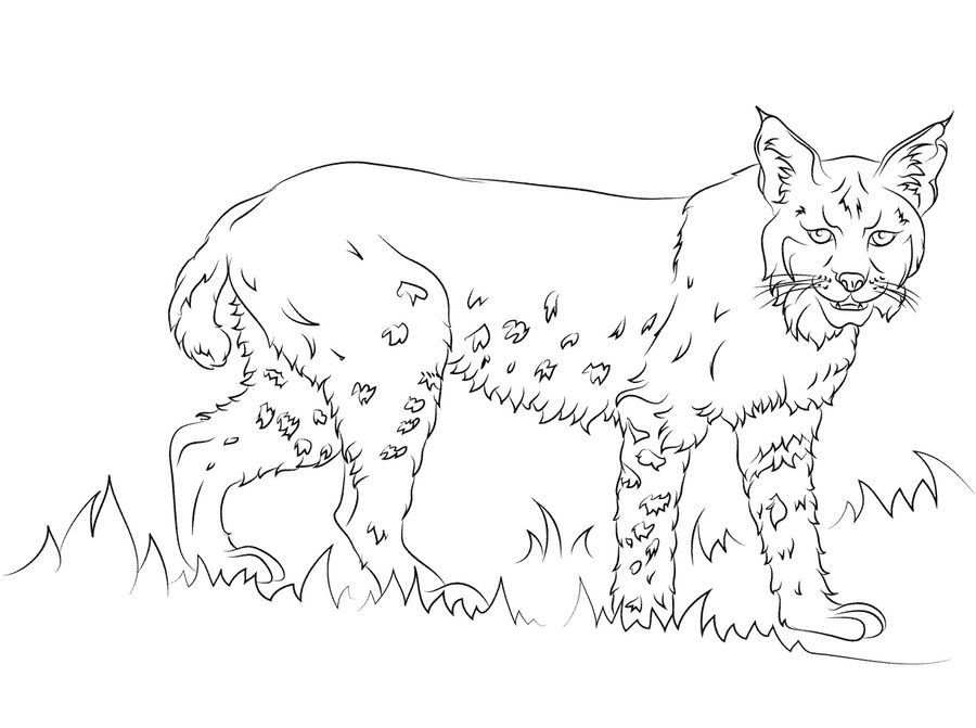 lynx coloring book printable picture