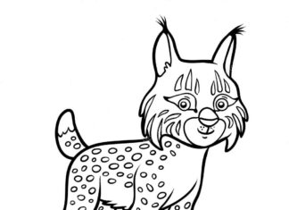 livre de coloriage lynx à imprimer