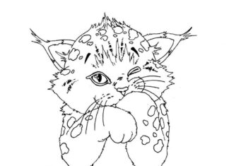 livre de coloriage lynx à imprimer