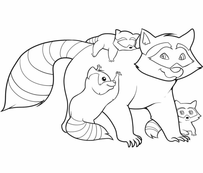 raccoon coloring book printable picture