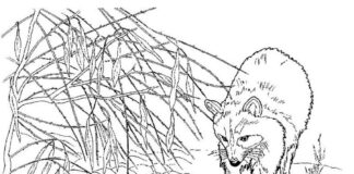 Imagem do livro de colorir Raccoon para imprimir