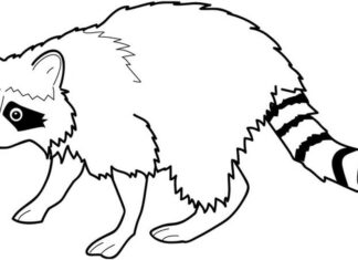Raccoon coloring book picture to print