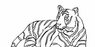 虎の塗り絵 印刷用画像