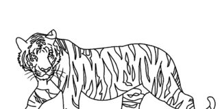 tygří omalovánky k vytisknutí obrázek