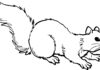 Eichhörnchen Malbuch Bild zum Ausdrucken