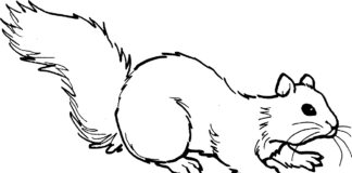 Squirrel coloring book picture to print