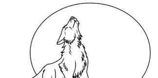 vlk omalovánky k vytisknutí obrázek
