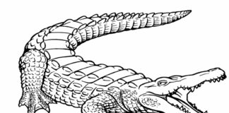 alligator à la chasse image à imprimer