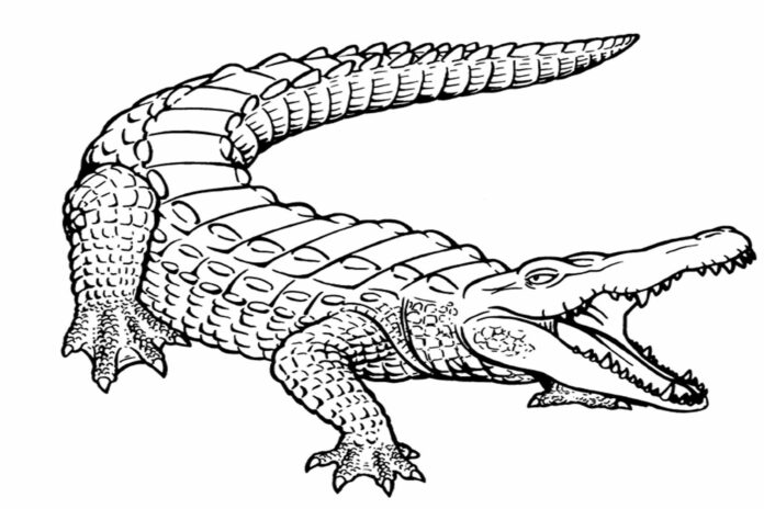 alligator på jagt printbart billede