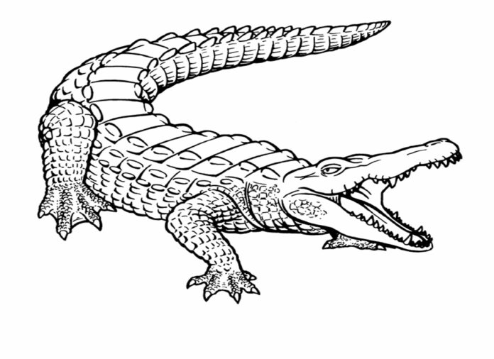 nagy krokodil nyomtatható kép