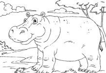 grande imagem hipopótamo para impressão