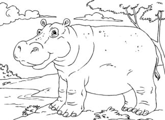 photo à imprimer du grand hippopotame