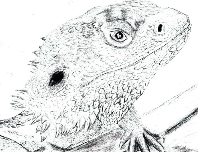 lizard head picture to print