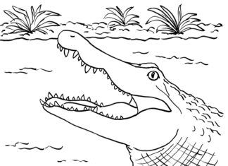 obrázek k vytištění z úst aligátora