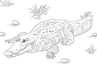 číhající krokodýl obrázek k vytištění