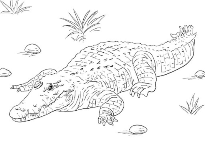 lurande krokodil som kan skrivas ut bild