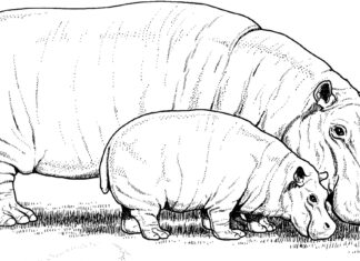 photo imprimable de la famille hippopotame