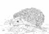 Walking hedgehog coloring book to print