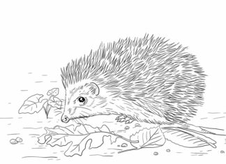 Walking hedgehog coloring book to print