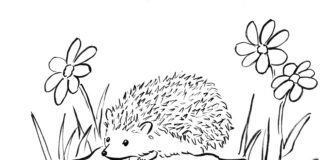Spring hedgehog coloring book to print