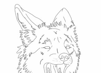 Coyote head coloring book to print