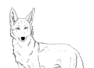 Adult coyote coloring book to print