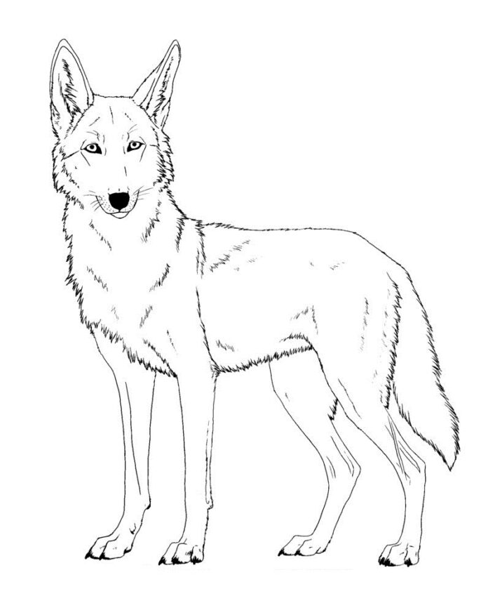 Libro da colorare coyote adulto da stampare