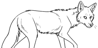 Coyote hunting coloring book to print
