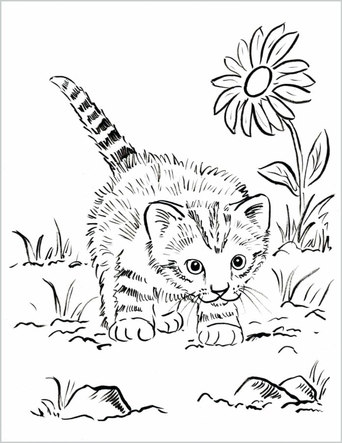Lovecká kočka - omalovánky k vytisknutí