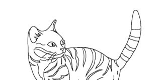 Home kitty coloring book to print