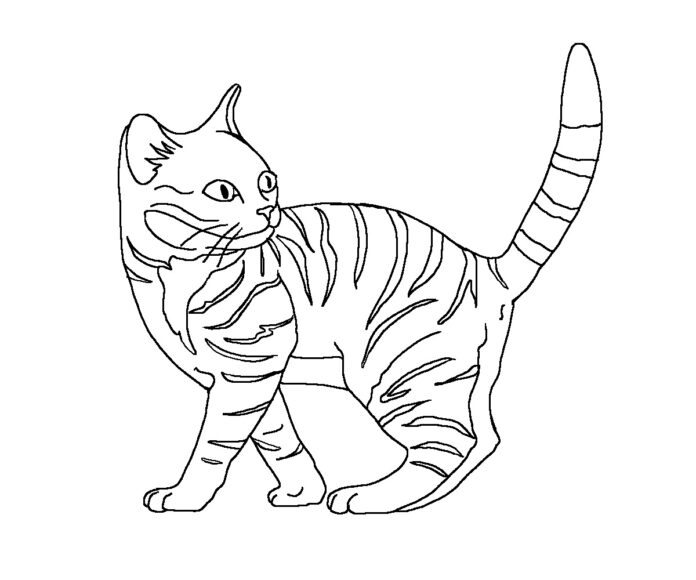 Livro para colorir gatinhos domésticos para imprimir