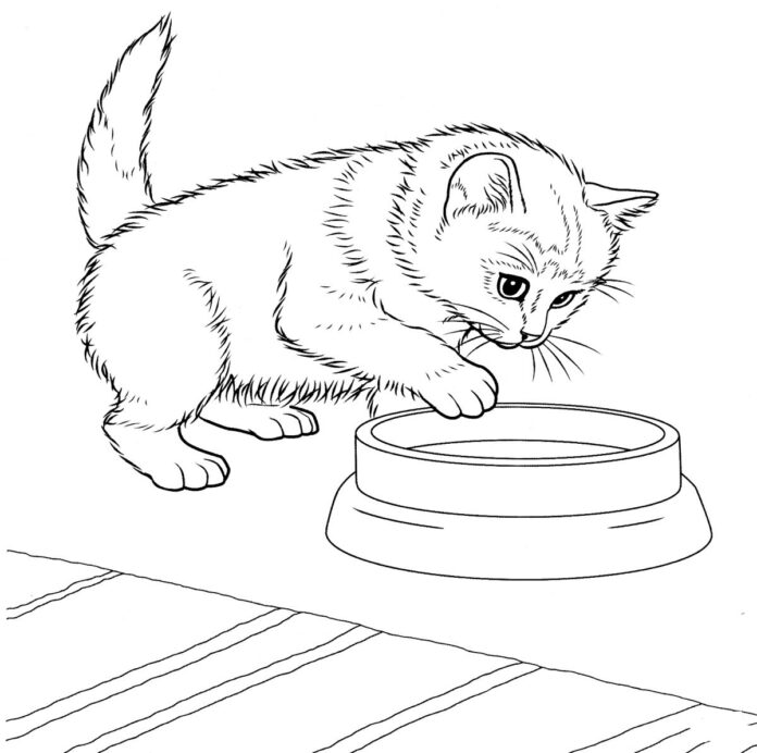 Koťátko u misky - omalovánky k vytisknutí