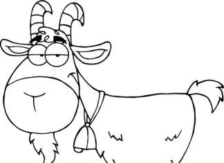 Koza bradatá na vyfarbovanie k vytlačeniu