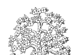Cherry Blossom coloring book to print
