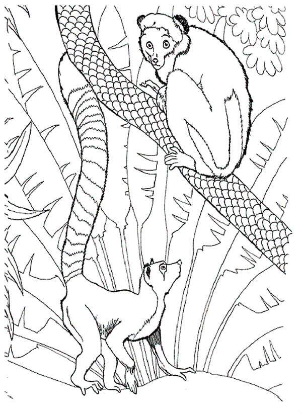 Madagascar lemurs coloring page picture to print