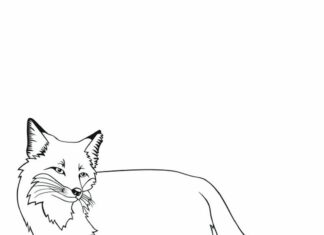 Red fox coloring book to print