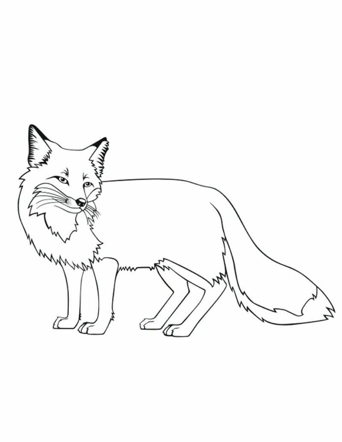 Desenho de Raposa-vermelha com cauda preta para colorir