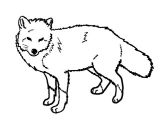 Fox coloring book to print