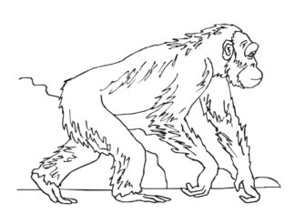 Monkey in the forest coloring book to print