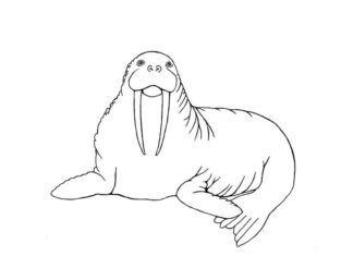 Walrus a gleccseren nyomtatható kifestőkönyv
