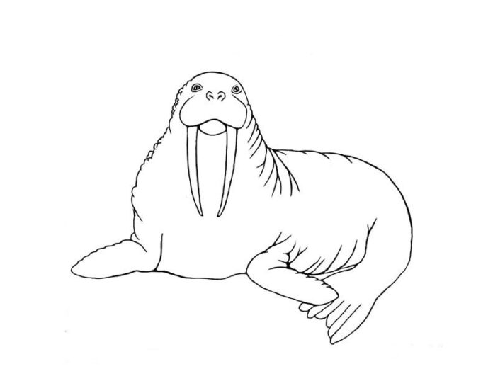 Walrus on a glacier coloring book to print